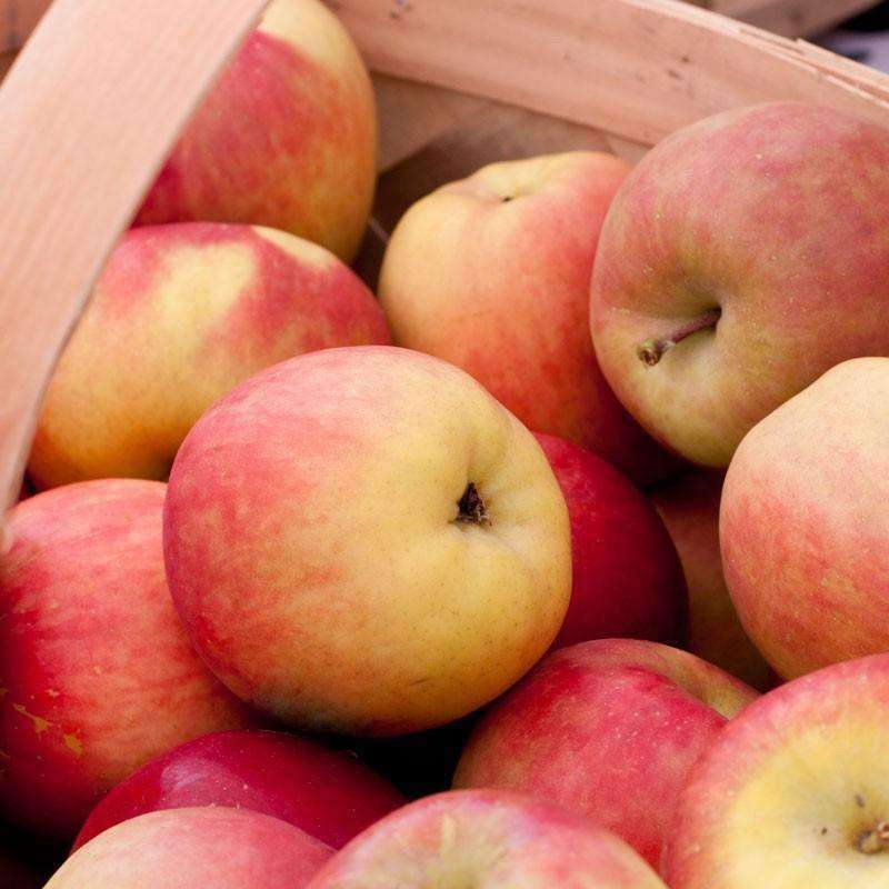 Fuji Apple